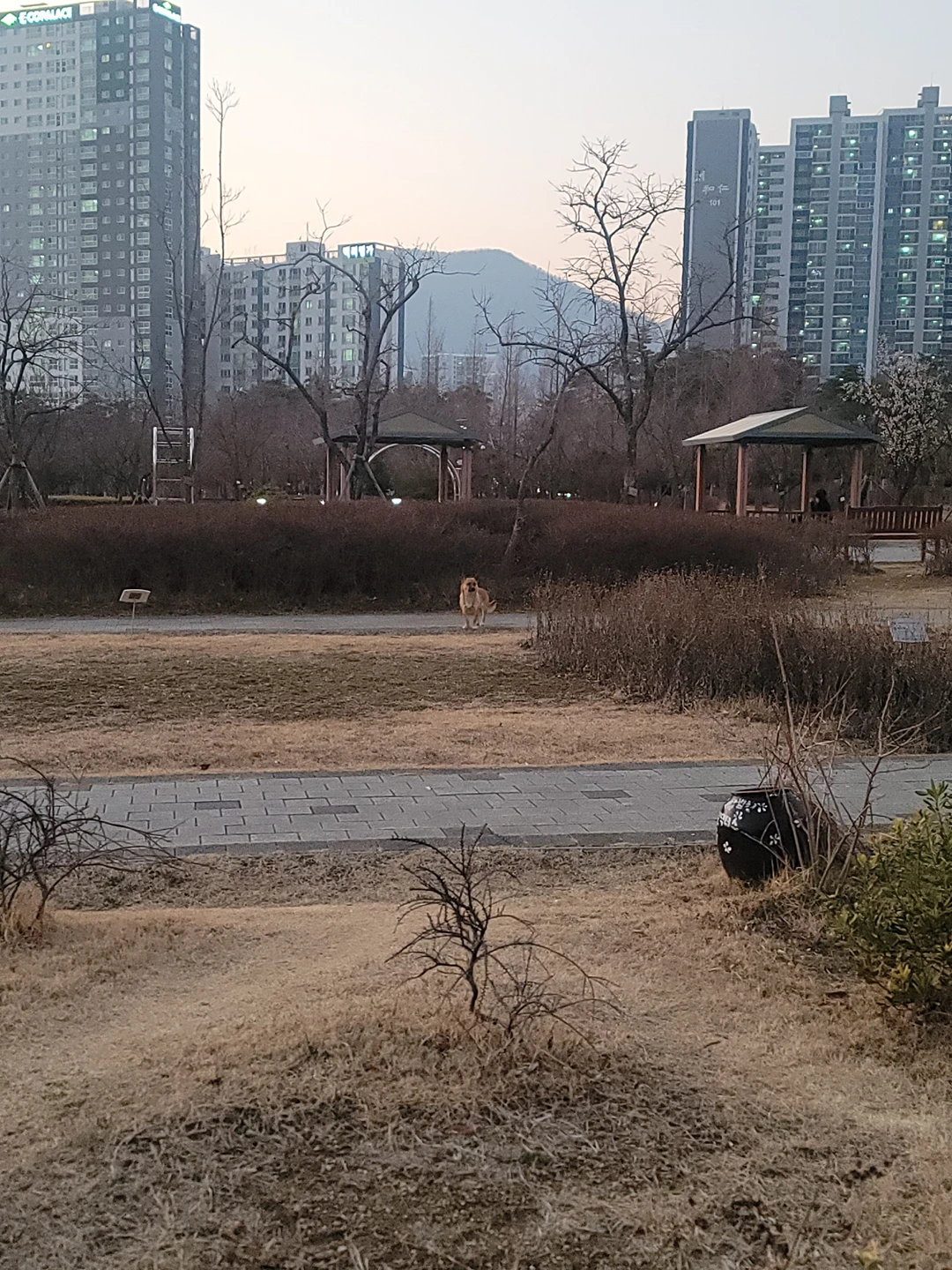 시민공원에서 강아지 잃어버리신분 썸네일