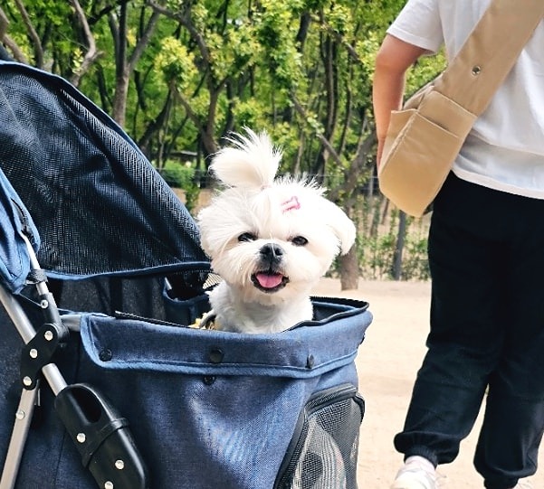 댕댕이블루스<산책.여행> 썸네일