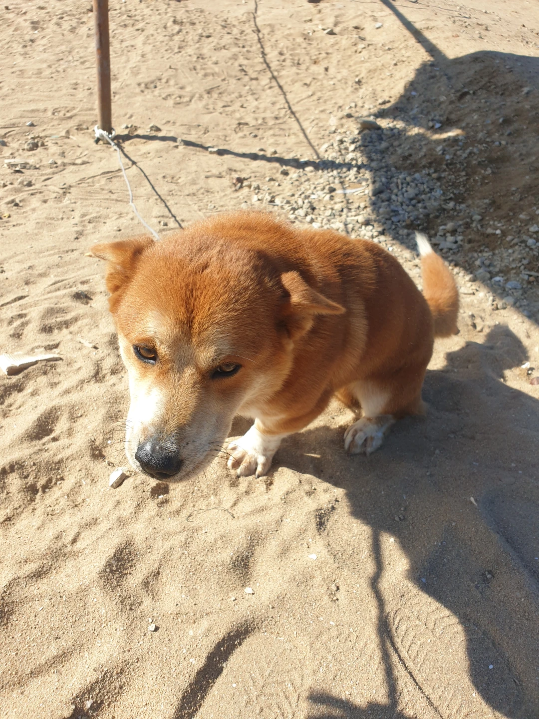 왕산해수욕장 월시코기 데려가신분 있으신가요? 썸네일