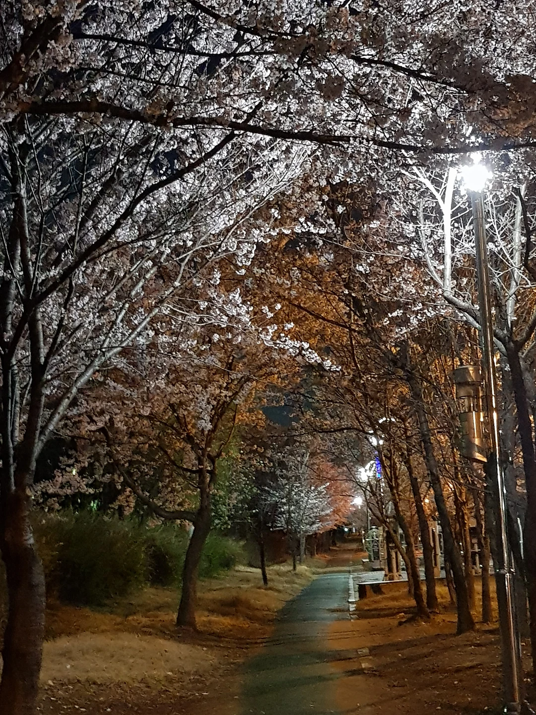 서해아파트 옆에 산책로벗꽃길입니다 썸네일