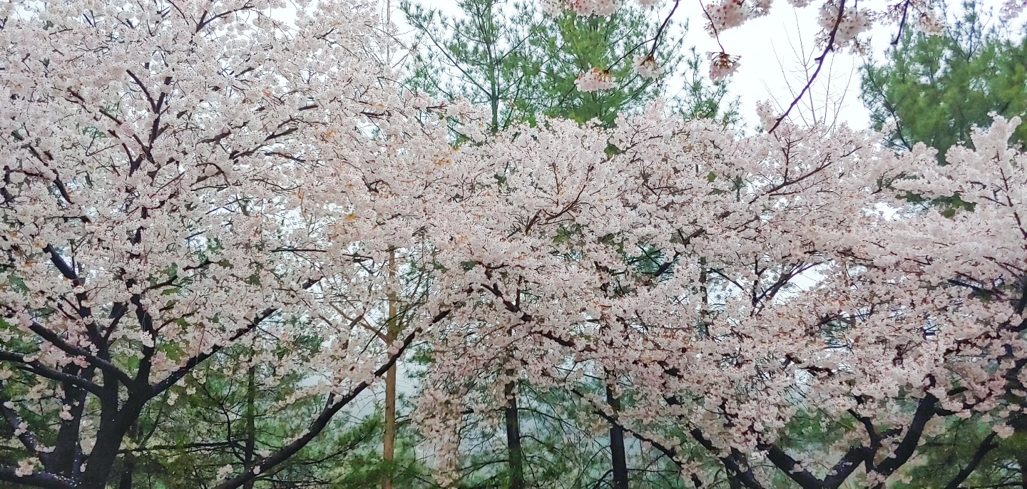 벚꽃 봄비, 배방 탕정�에서 가까운 꽃멍  썸네일