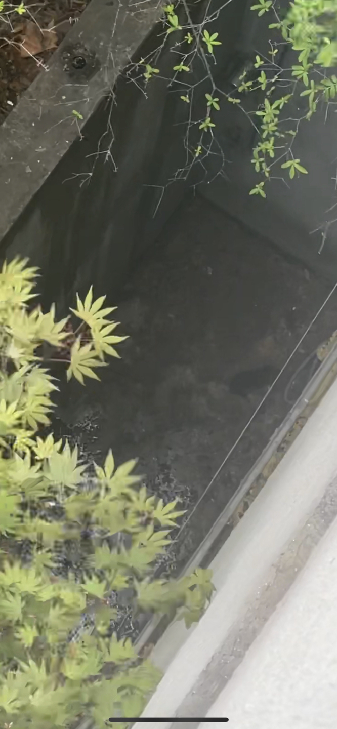 아기고양이 구조 해주실분 계신가요??ㅠㅠ 썸네일