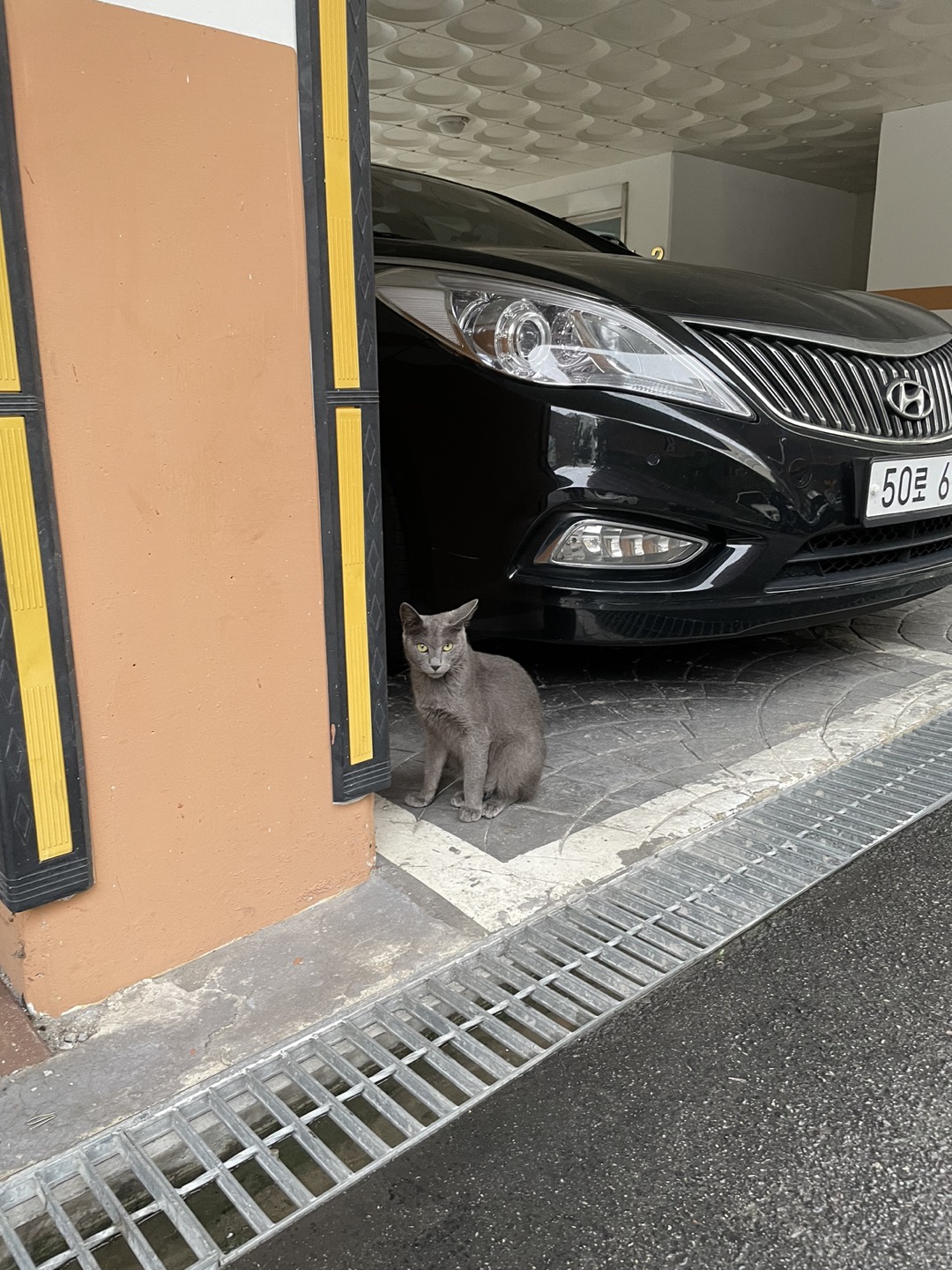 고양이 잃어버리신분 여기 쌍촌동 한국병원 건너편  썸네일