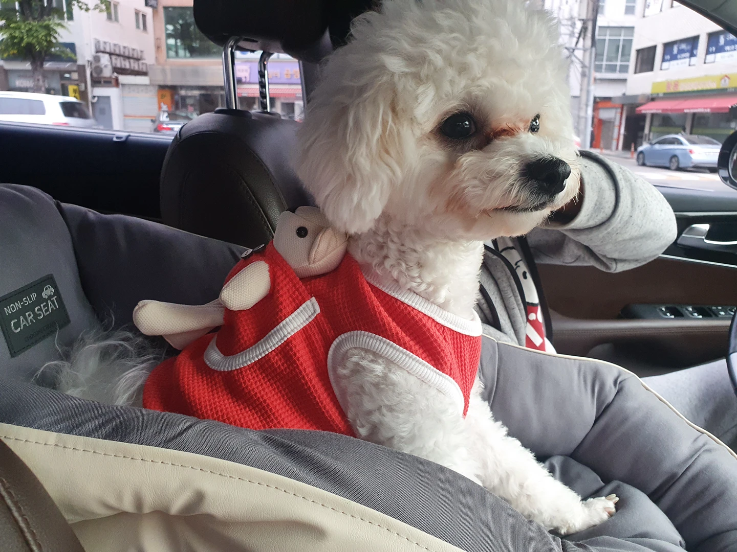 애견동반 식당 술집 아시는곳있나요? 썸네일