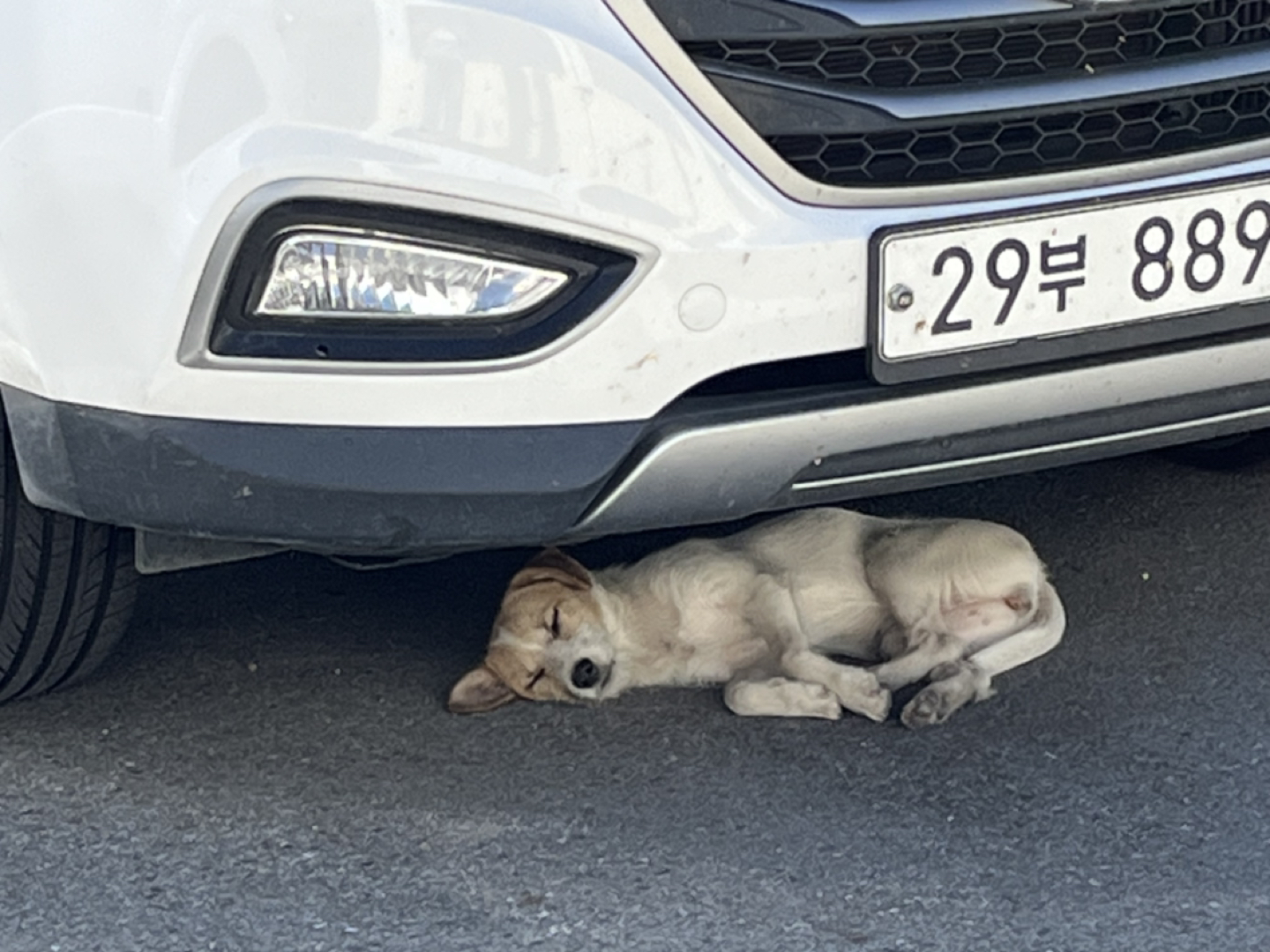 아따 마 날씨 수원하이 강쥐도 쳐딕이네 썸네일