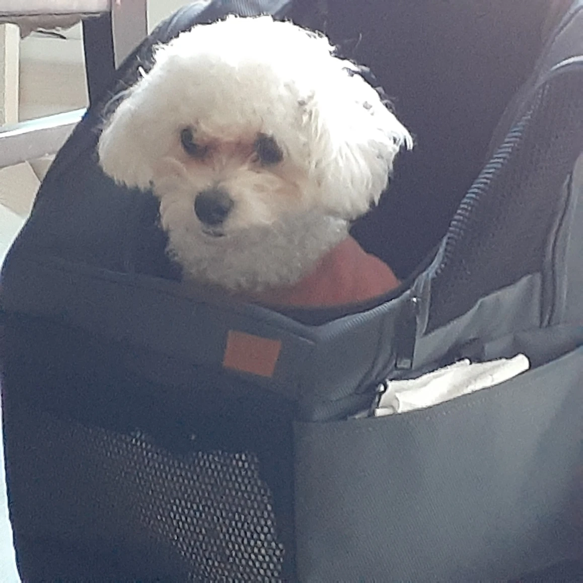 혹시 강아지 눈물에 좋은 사료 없을까요? 썸네일