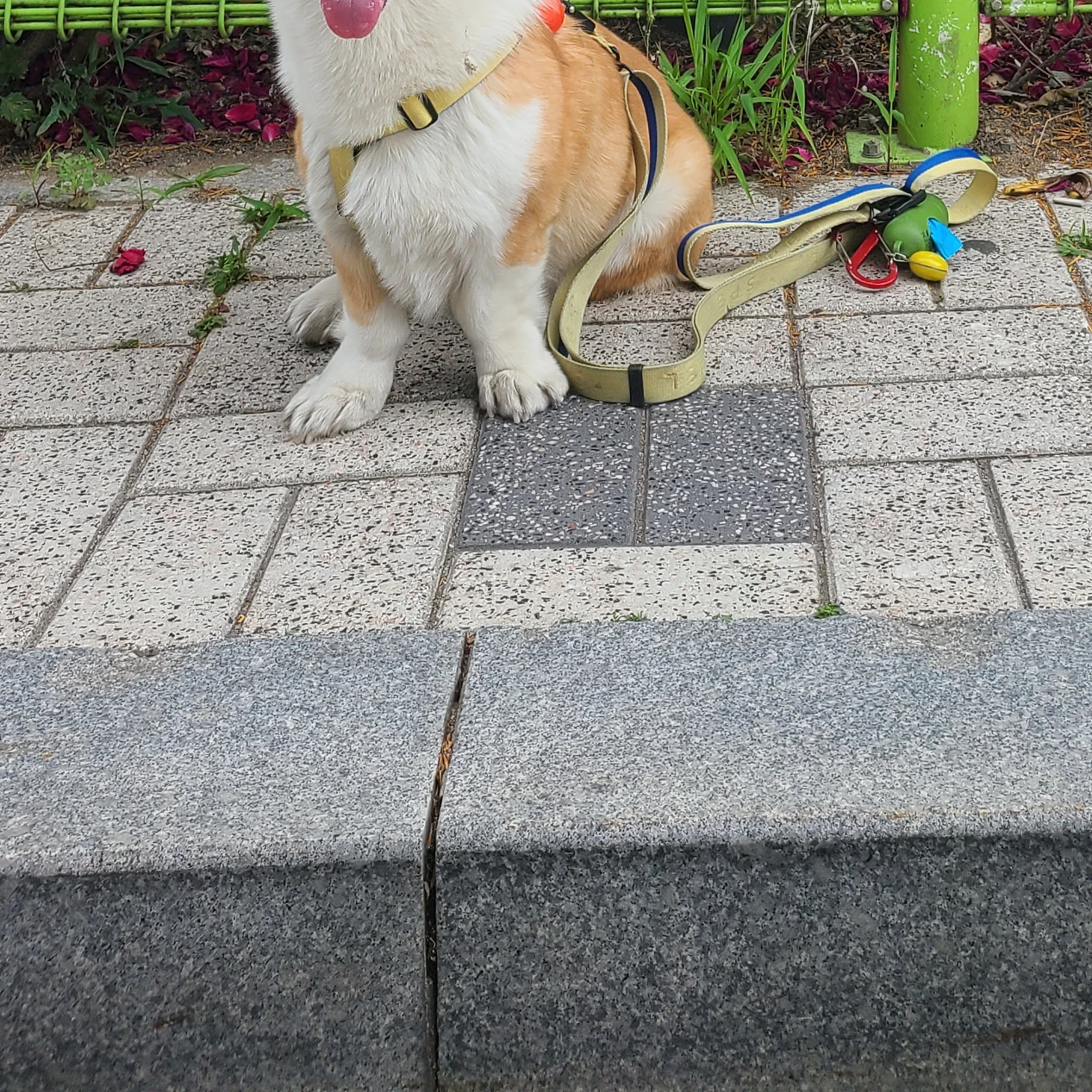 장승배기~ 신대방삼거리 애견동반되는 카페, 식당  썸네일