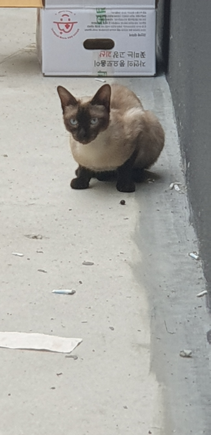 가양동에 고양이 잃어버리신분 계시나요?? 썸네일