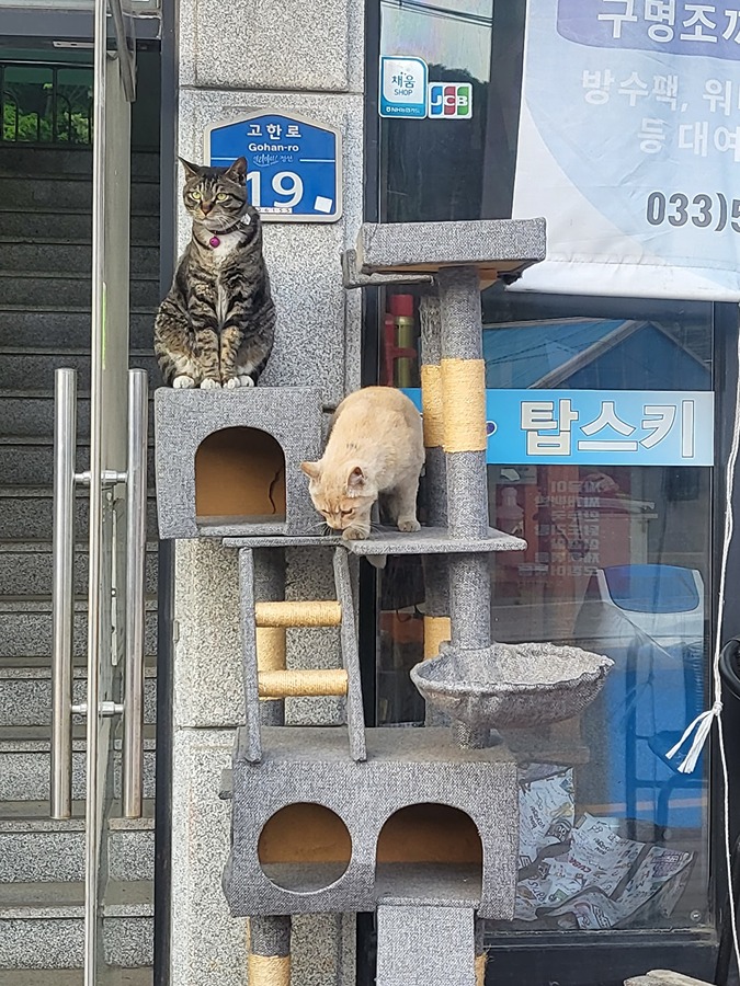 고양이가 안돌아와요 썸네일