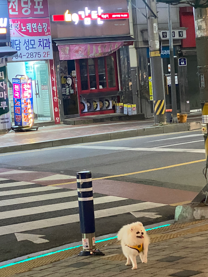 11시쯤에 강아지 신장사거리에서 돌아다니는 거 같은데 보시면 꼭 데려가주세요 도로 있는 쪽이라 너무 위험하네요 ㅠㅠ 썸네일