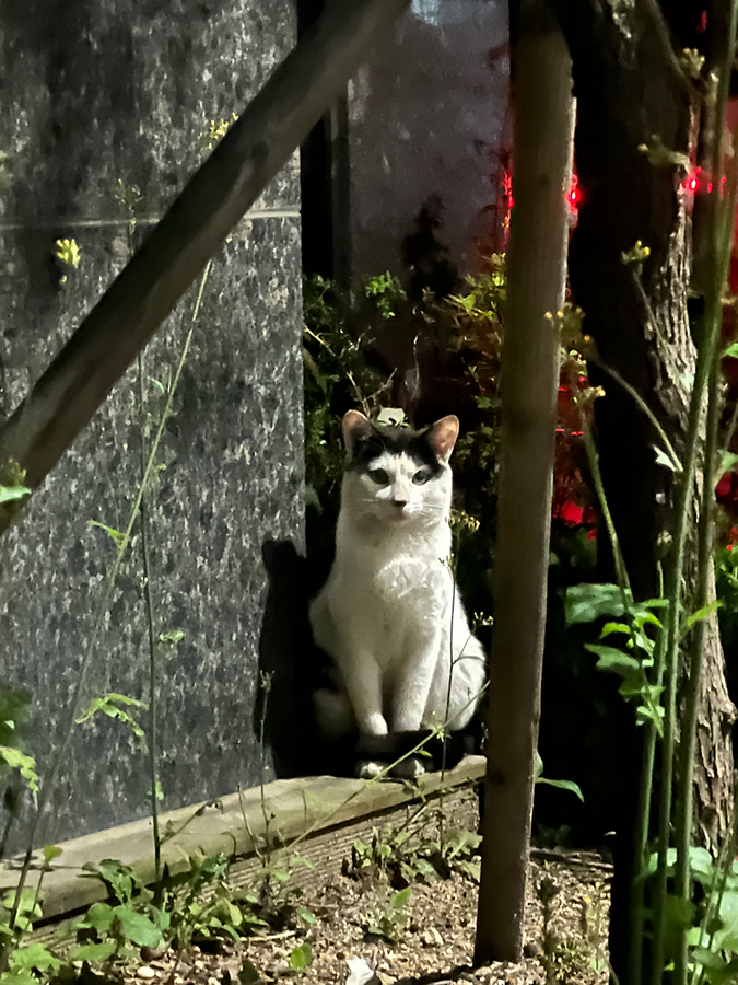 길냥이일까요.. 아직 아기인데 썸네일