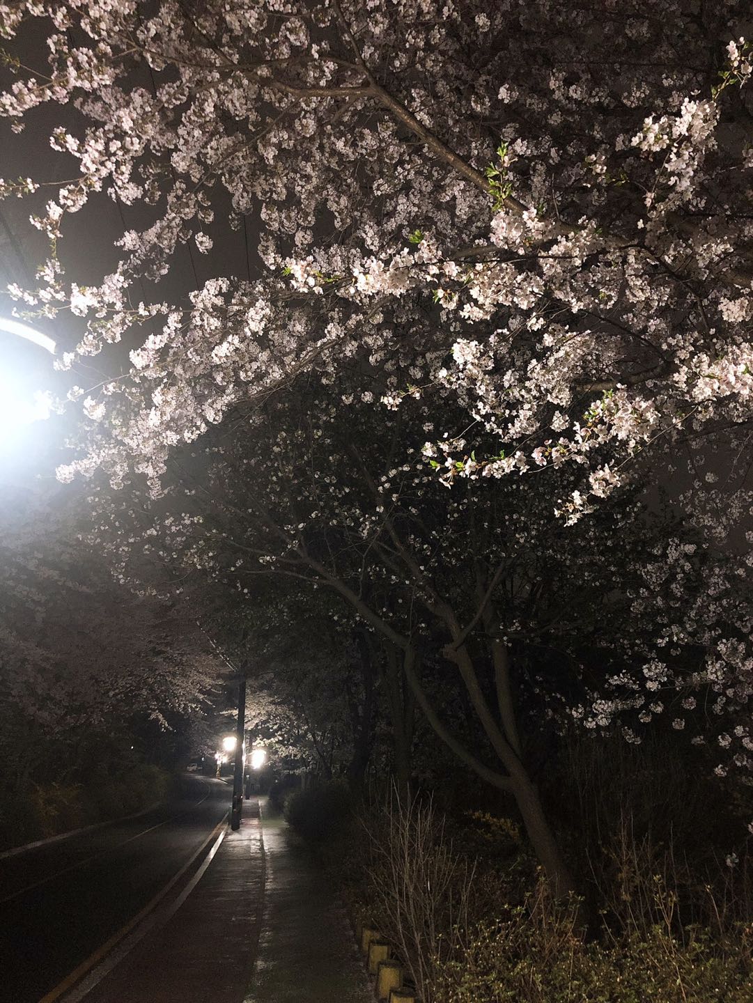 전진아파트 가는길 - 벚꽃길 썸네일