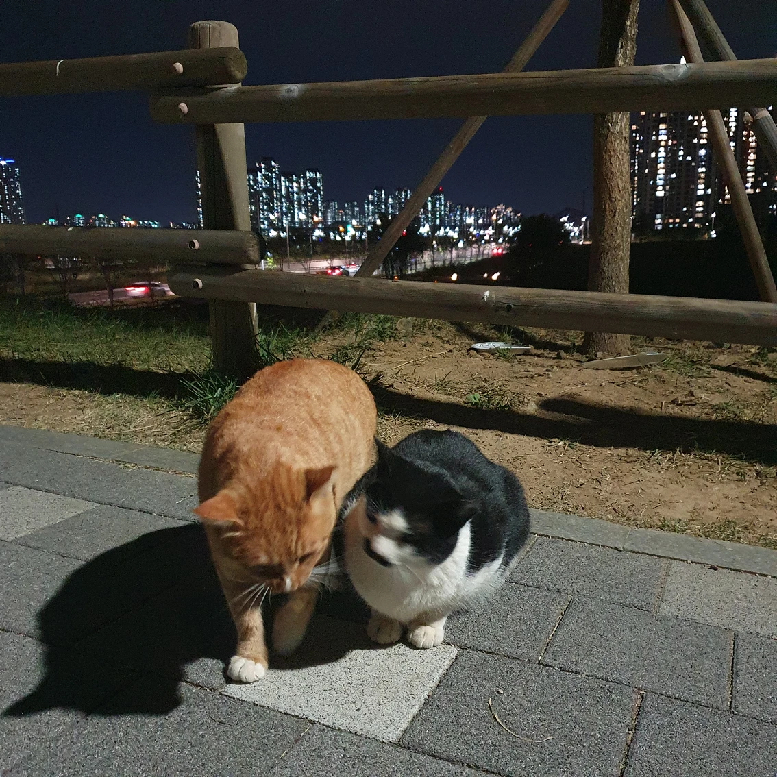 안녕하세요. 배곧에 이사온지 4개월 되어가는  썸네일