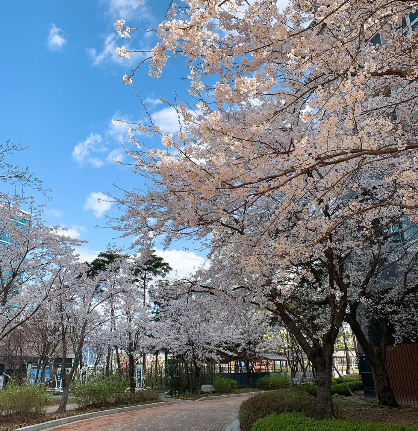 엑슬루타워 단지에 벚꽃이 예쁘게🌸 썸네일