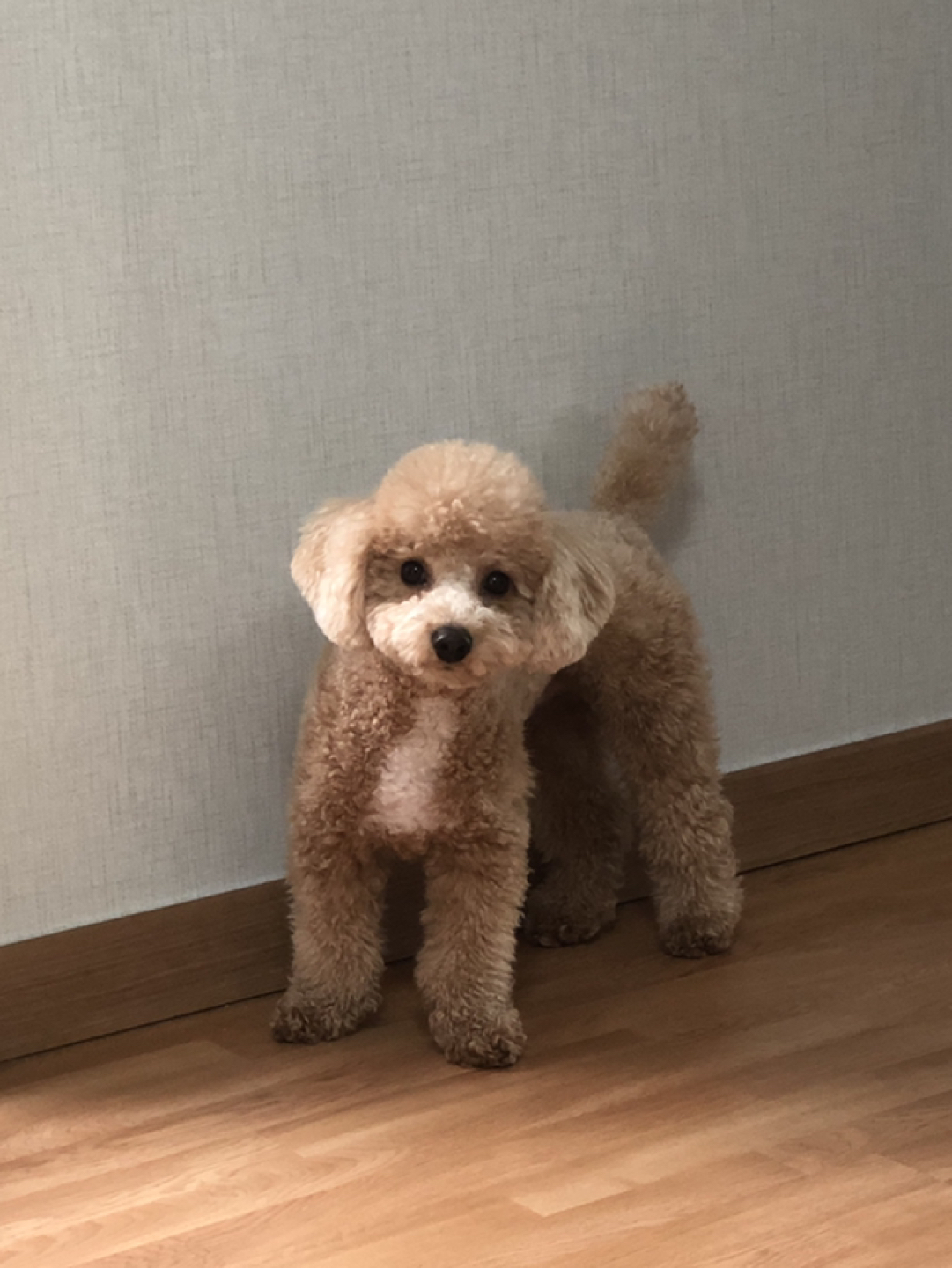 세양청구 부근에 강아지 미용 잘 하는 곳 있나요? 썸네일