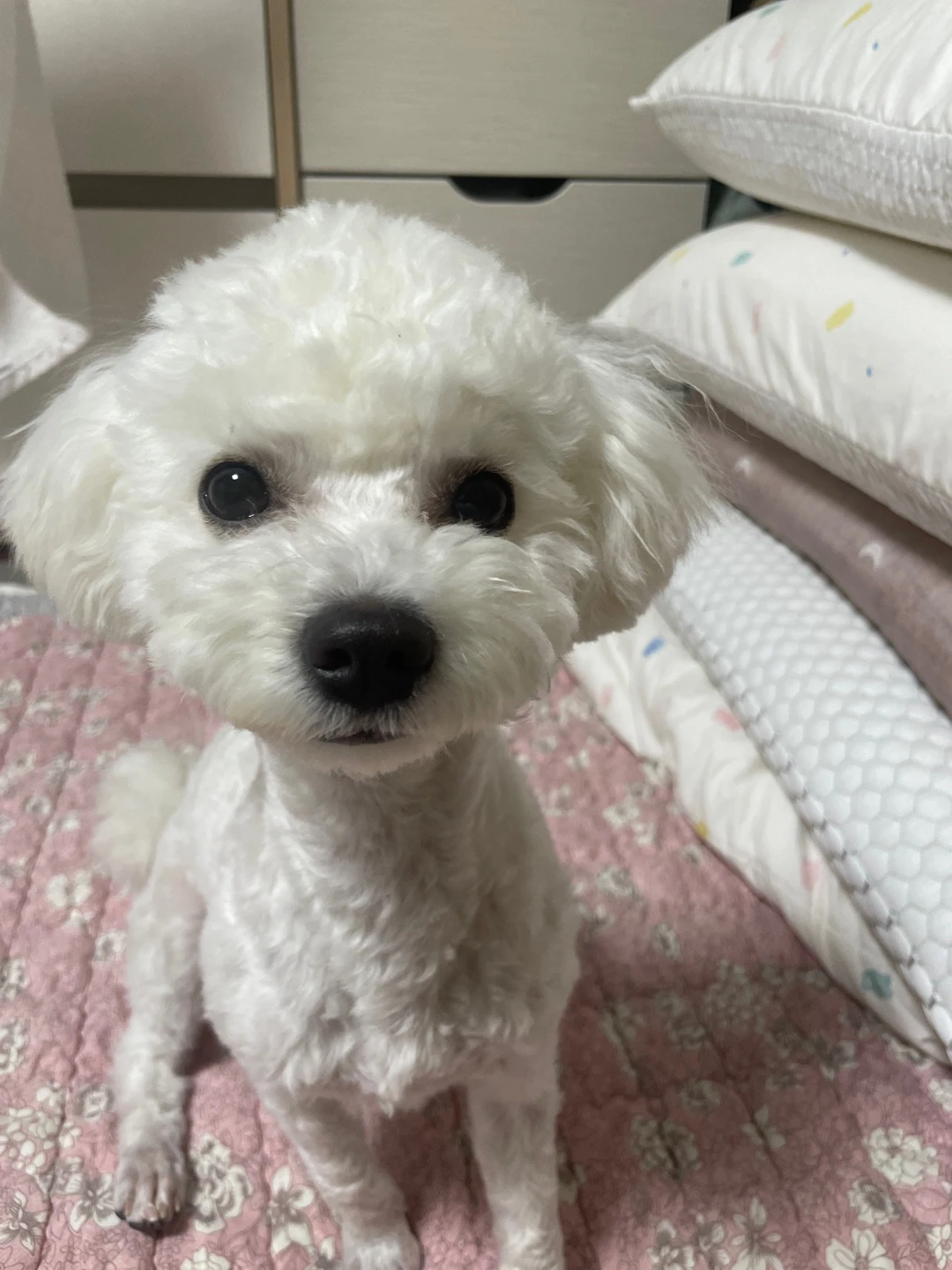 비숑 강아지 찹쌀이 실종 12일째...ㅠ 썸네일