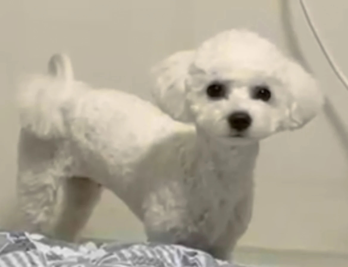 비숑 여아 강아지 찹쌀이 찾습니다..!! 썸네일
