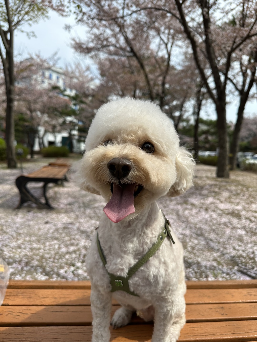오랜만에 미용~ 썸네일