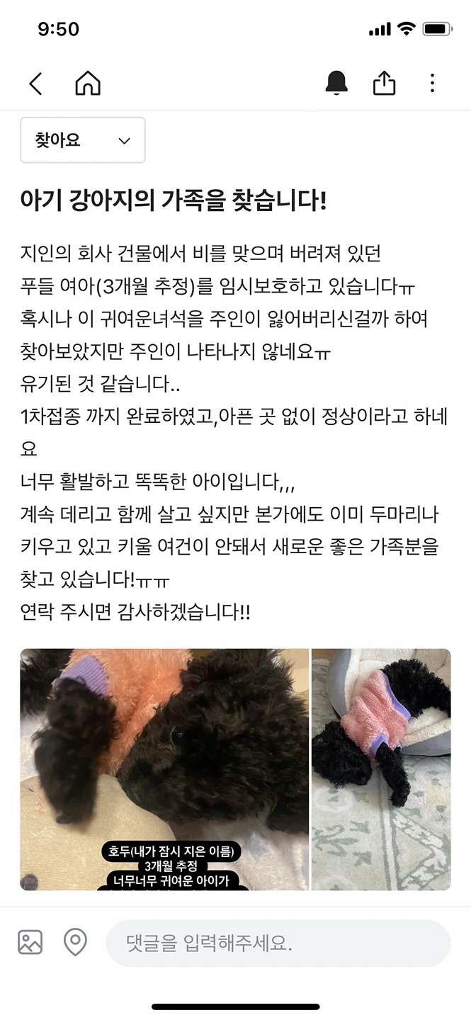 아기강아지 가족을 찾아요! 썸네일
