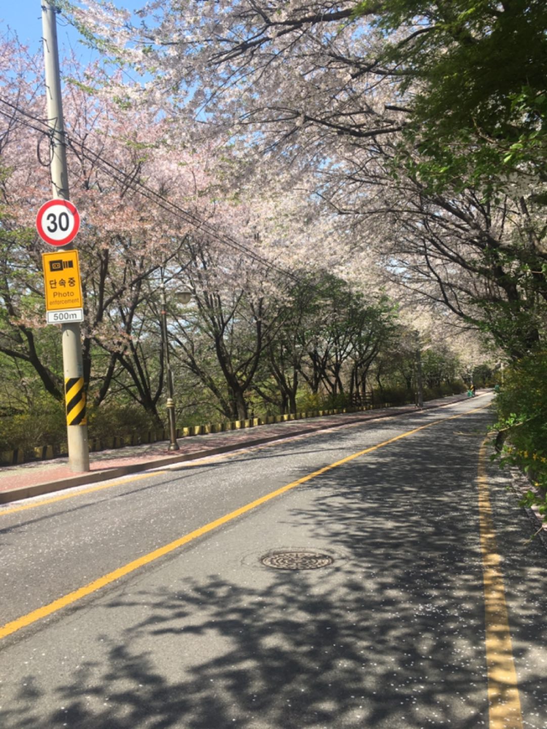 부천 벛꽃의 명소 전진아파트도 벛꽃이 많이 사라졌네요. 썸네일
