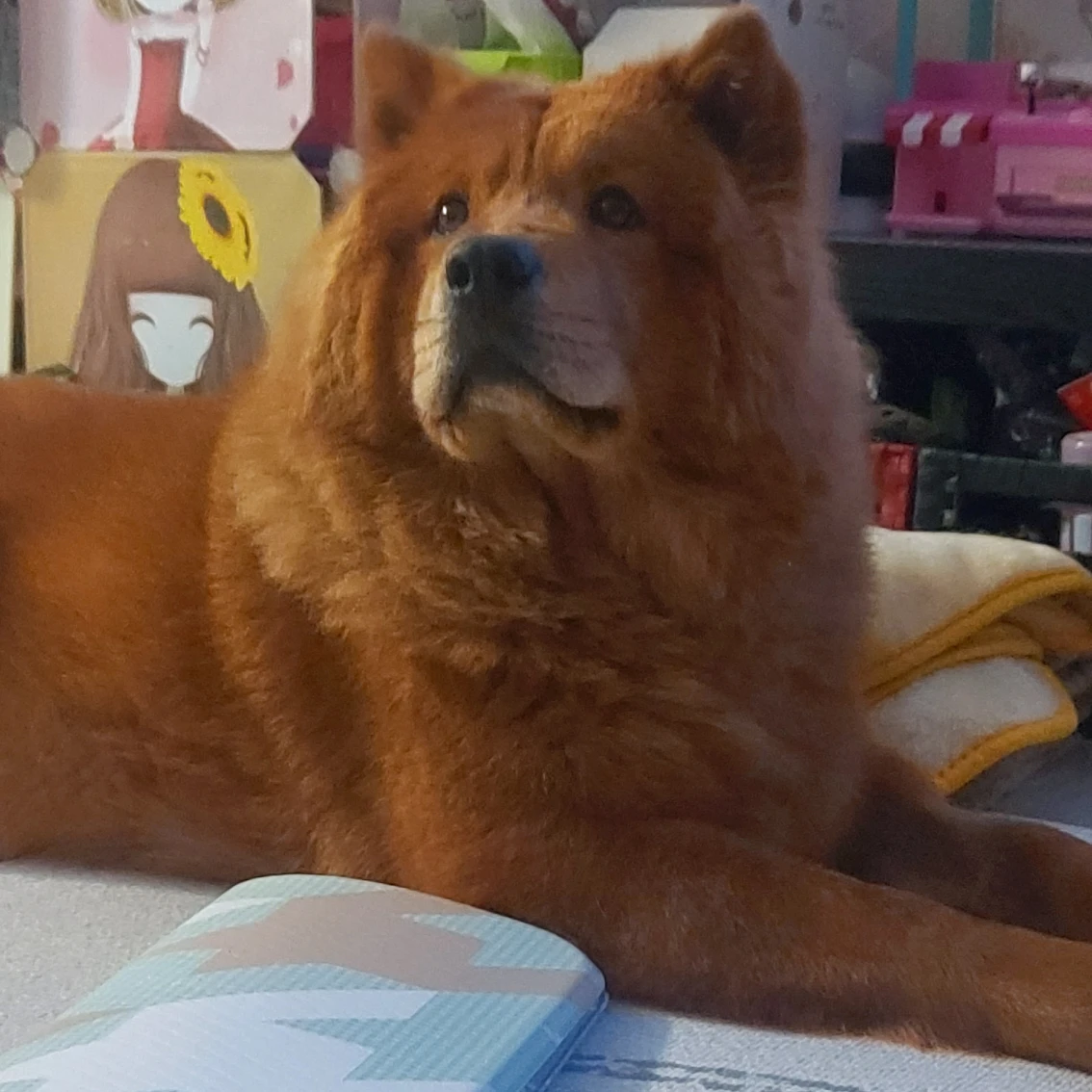 강아지 데리구 산책할만한 곳이나 대형견까지 갈수있는  썸네일