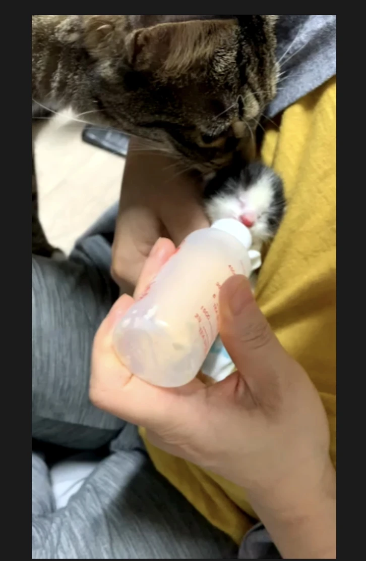 어제자 구조한 꼬물이  수유처이동하기전 병원에 잠시  썸네일
