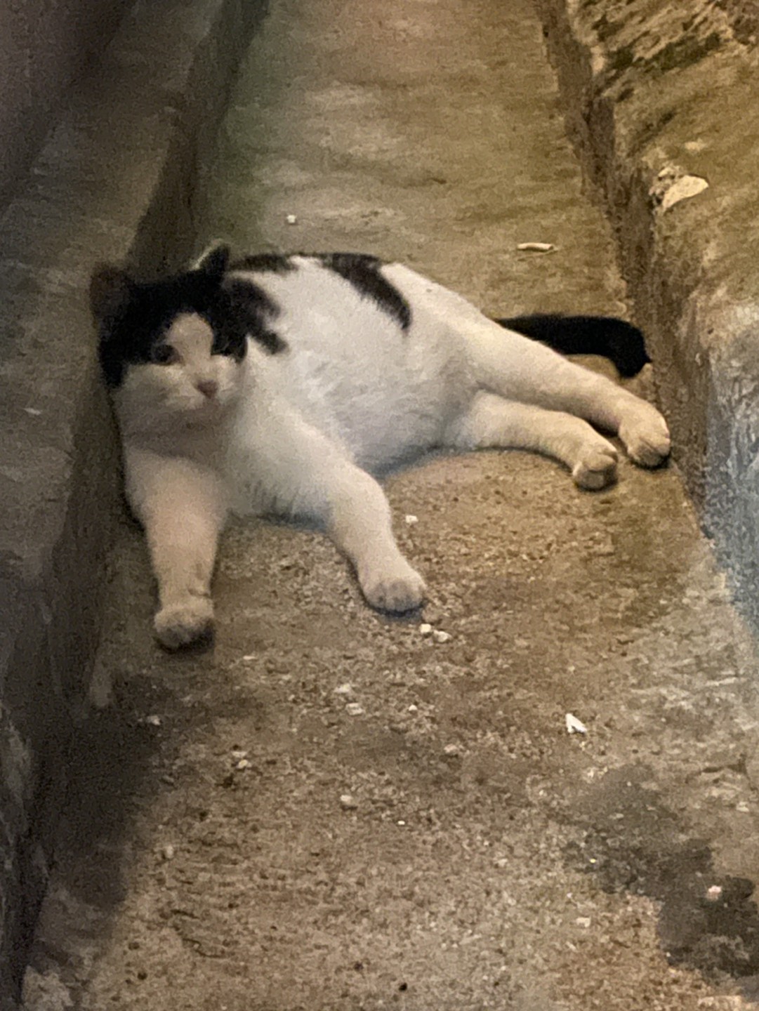 양재동 고양이 썸네일