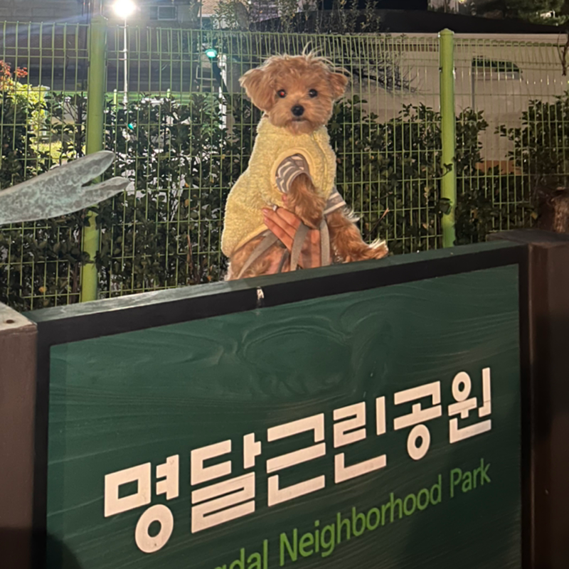 서초구 명달공원 소형견 산책모임🐶 썸네일