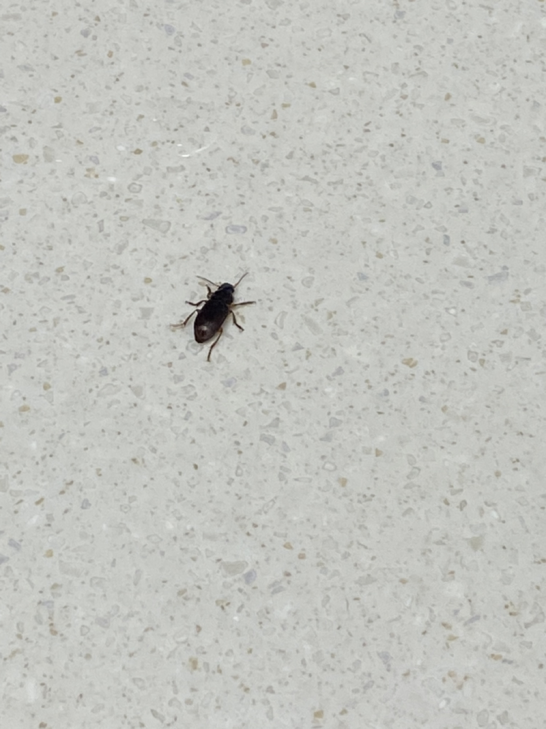 이거 바퀴벌레인가요?ㅠㅠㅠㅠ 썸네일