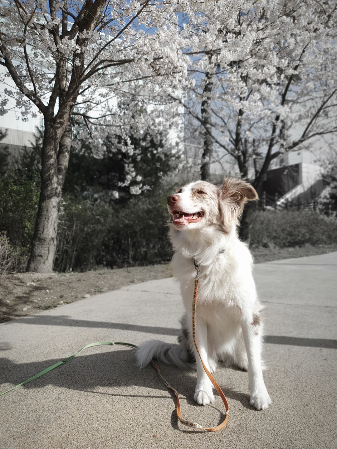 산책ㅋㅋ 제대로 꽃놀이 즐기시는 우리 뽀기 썸네일