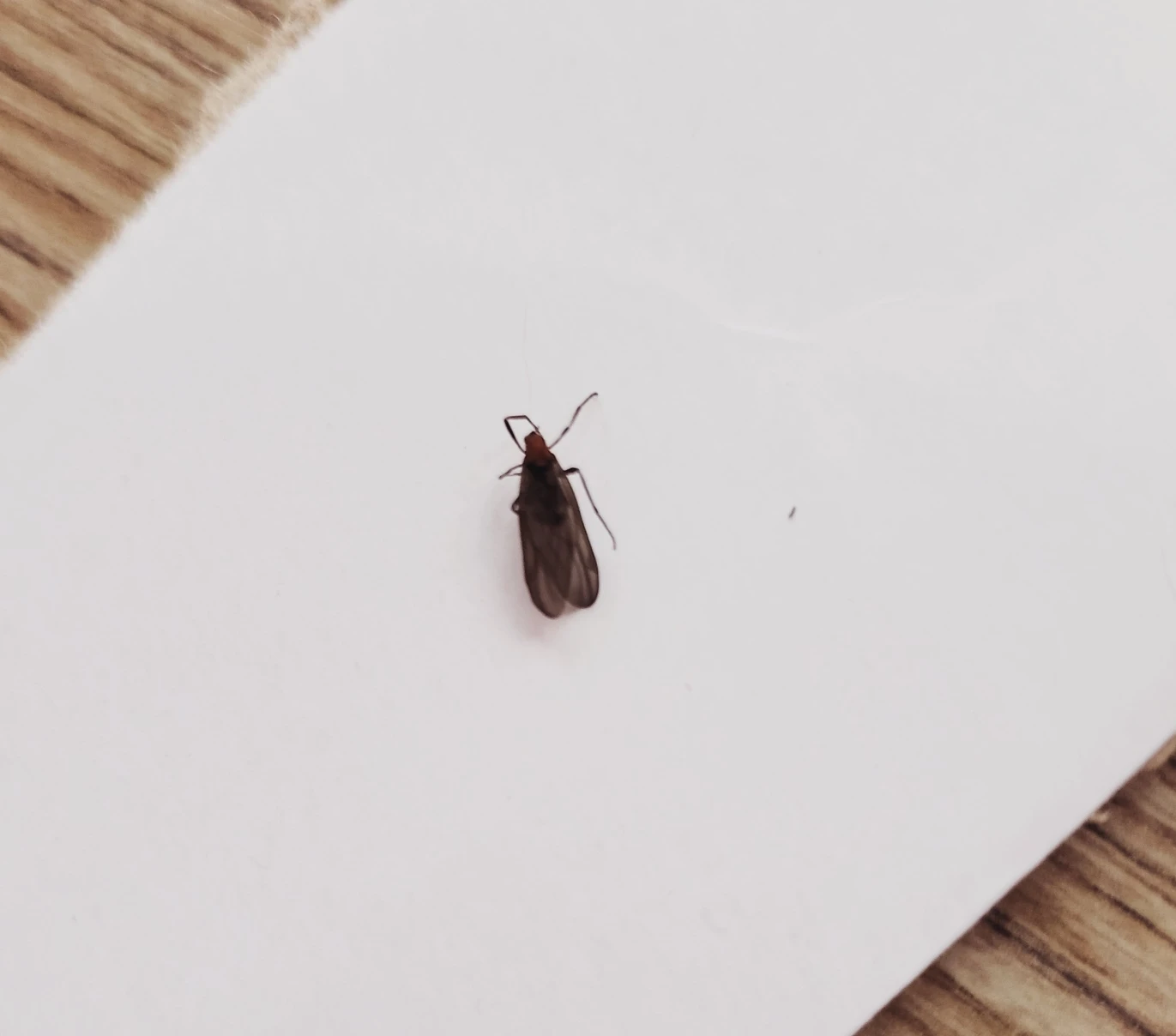 오늘 베란다서 발견한, 뉴스에서 봤던 썸네일