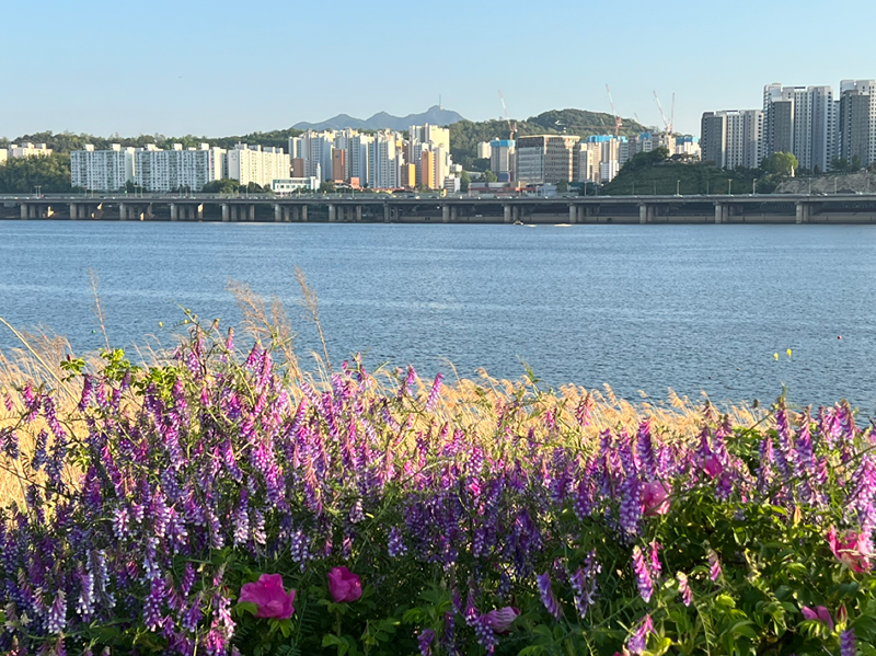 마포 염리동,대흥동,신촌동 등 근처 동네친구