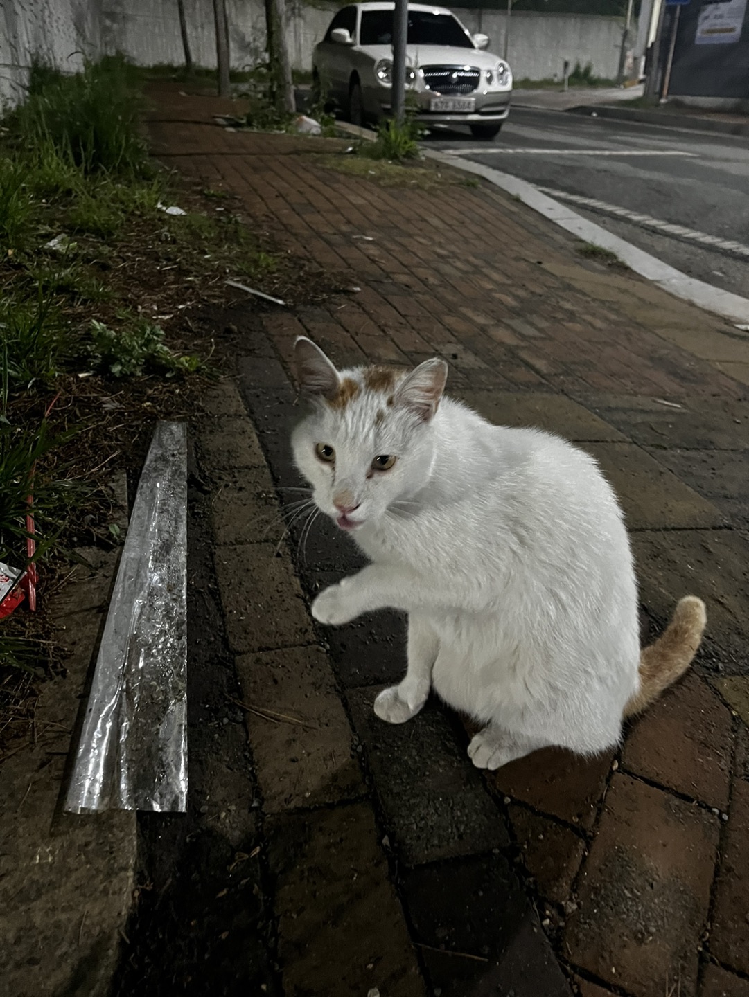 고양이 잃어버리신 분 썸네일