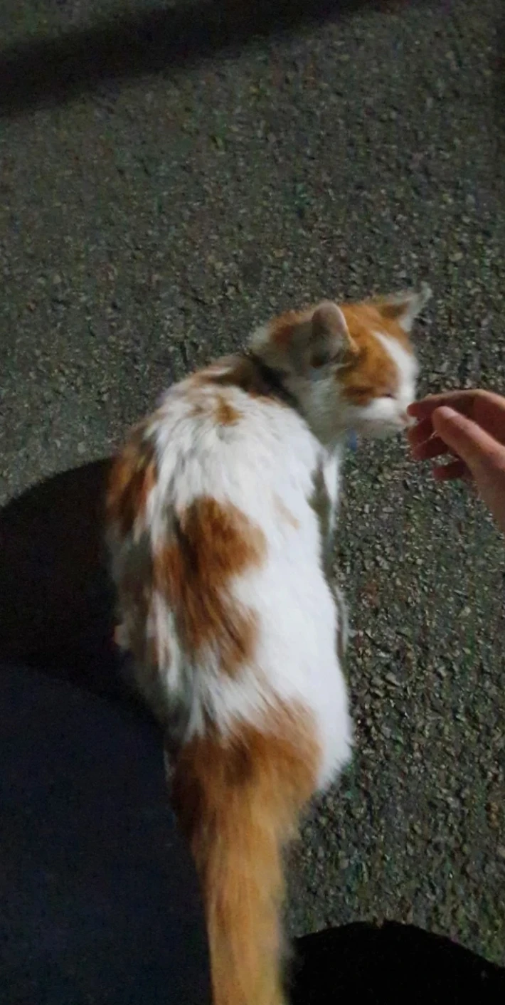 치즈냥이 집사님! 찾고있습니다 썸네일