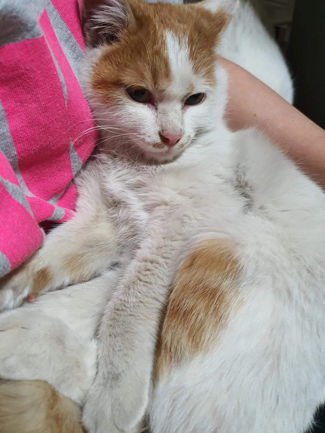 잃어버린 고양이 2탄 이야기!!😳 썸네일