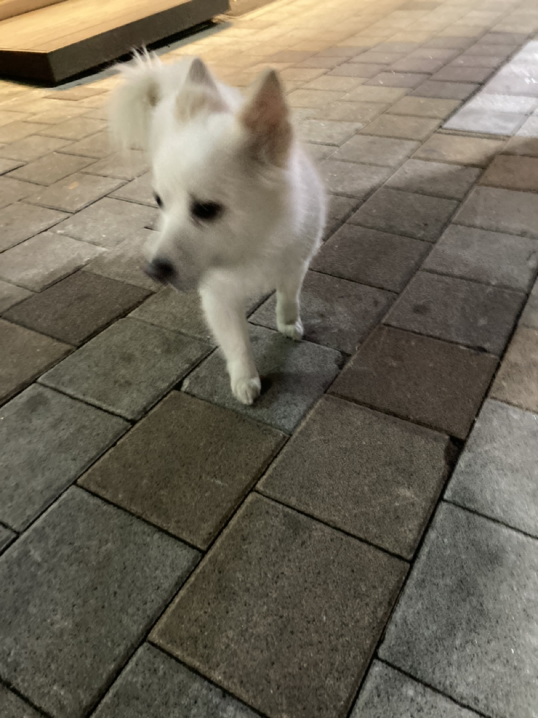 만수동 후참잘 뒤편 효성상아쪽 강아지 잃어버리신분 계세요?? 썸네일