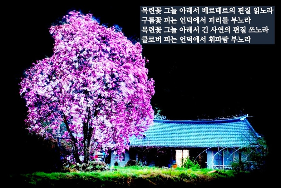 목련꽃 그늘 아래서.. 썸네일