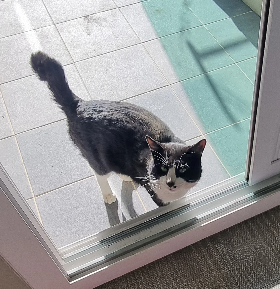 고양이 찾습니다ㅜㅜ 사진이 한장밖에 없네요.. 썸네일