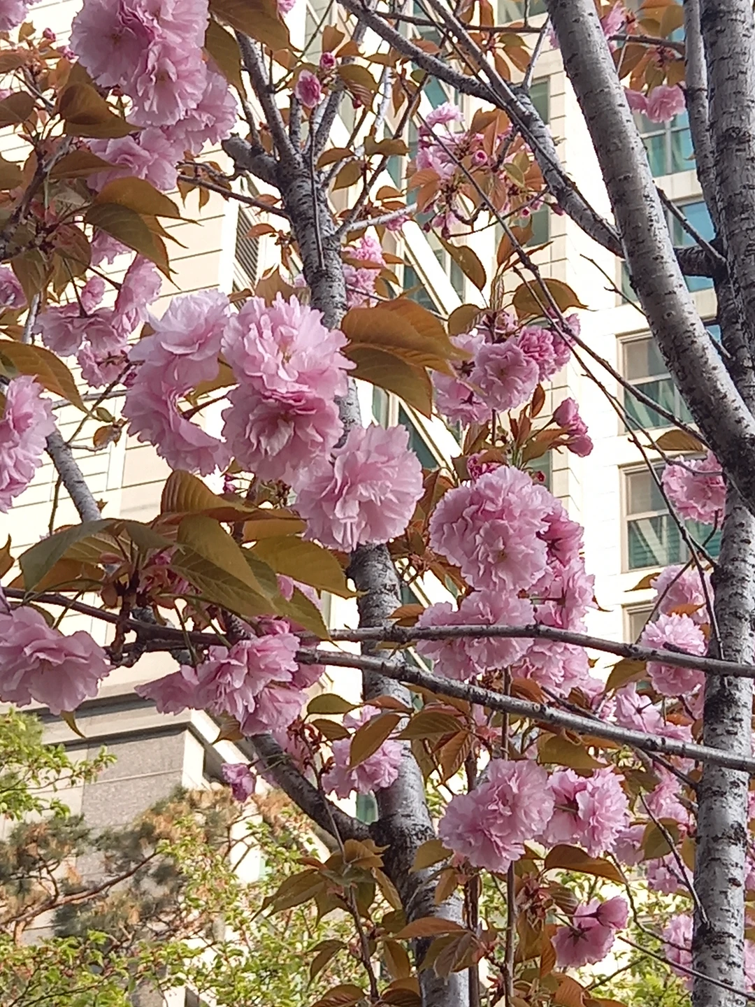 사당3동 두산아파트단지 내 겹벚꽃 2그루 썸네일