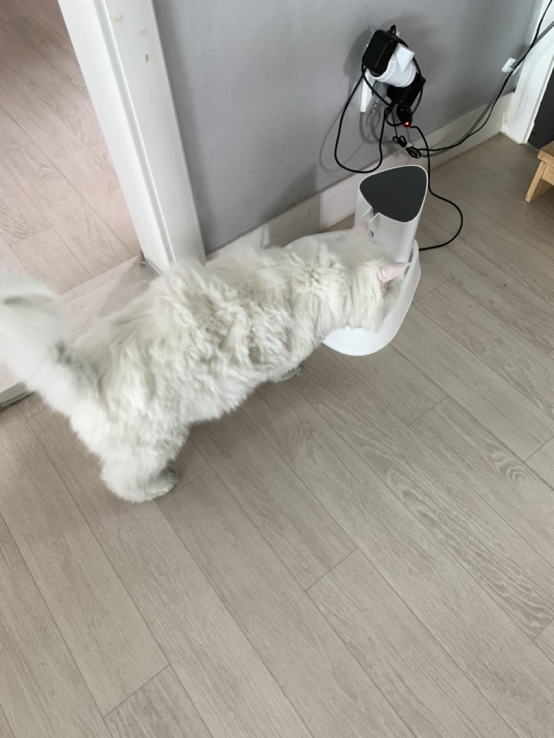 도마동 대선콩국수 앞 고양이 잃어버리신분  썸네일