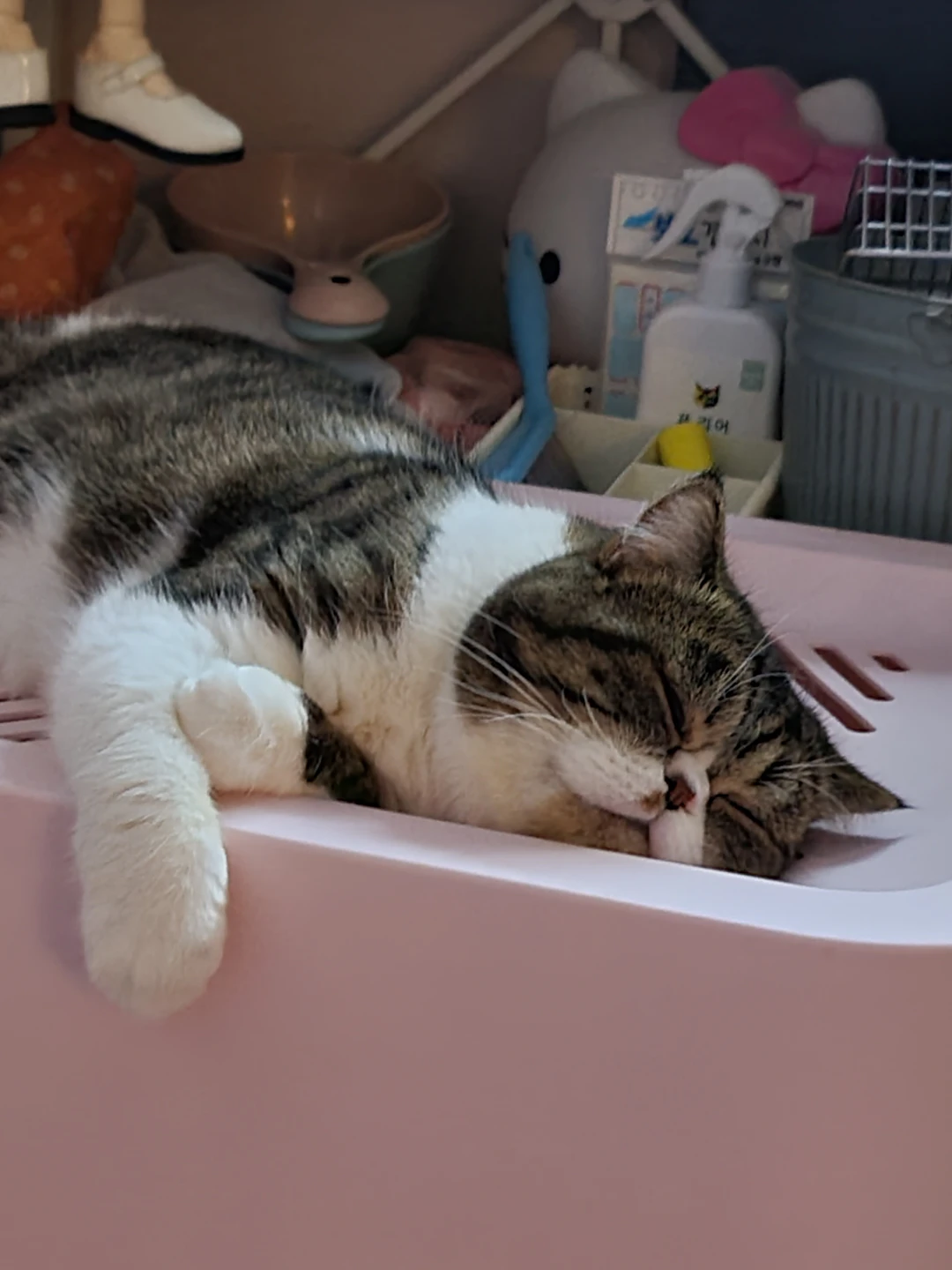 고양이 모래 추천좀 해주세요 썸네일