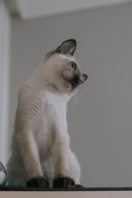 냥집사 모임🐈🐈‍⬛ 썸네일
