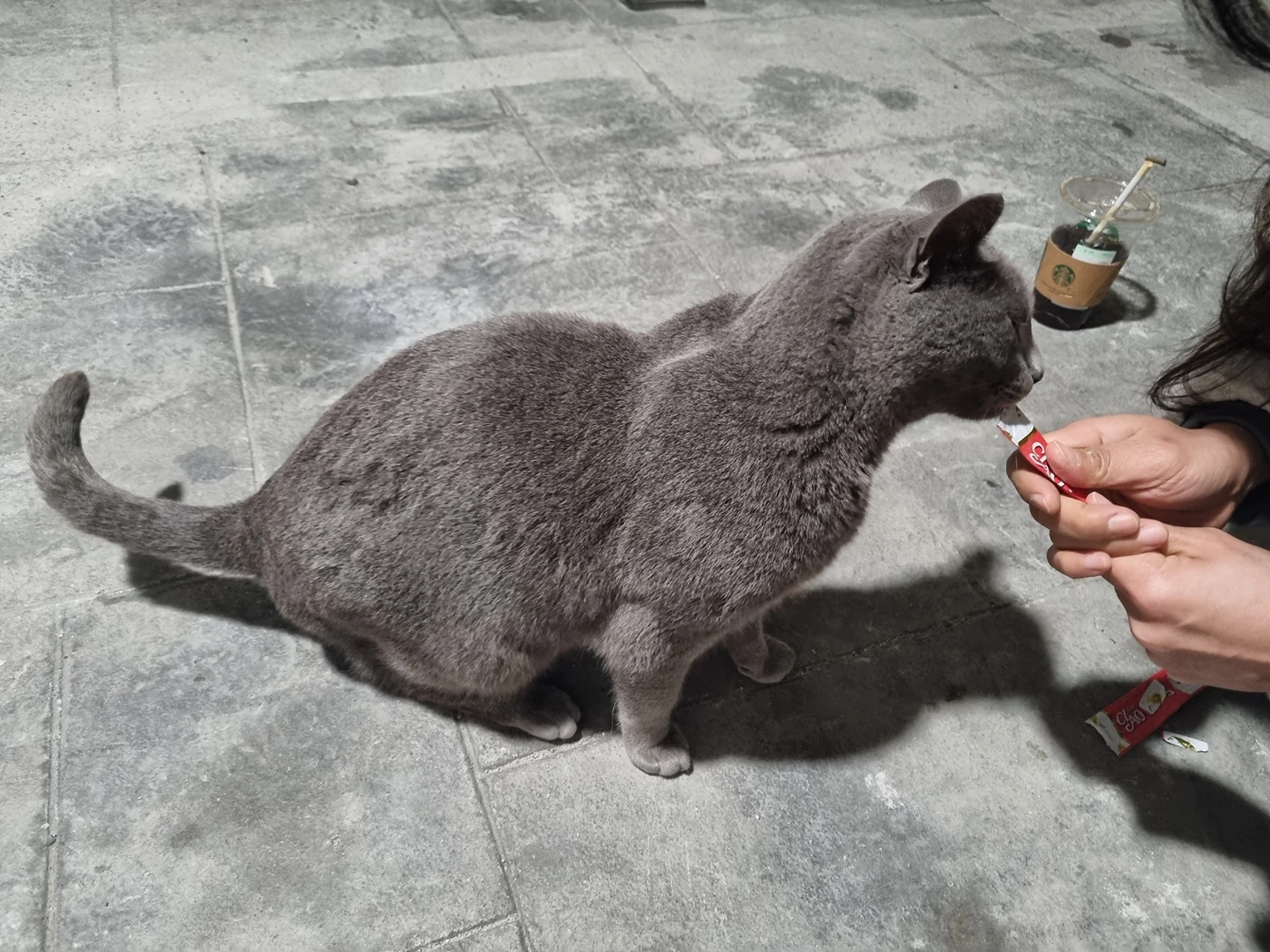 부평4동 러시안블루, 삼색이 고양이 제보 받아요~ 썸네일