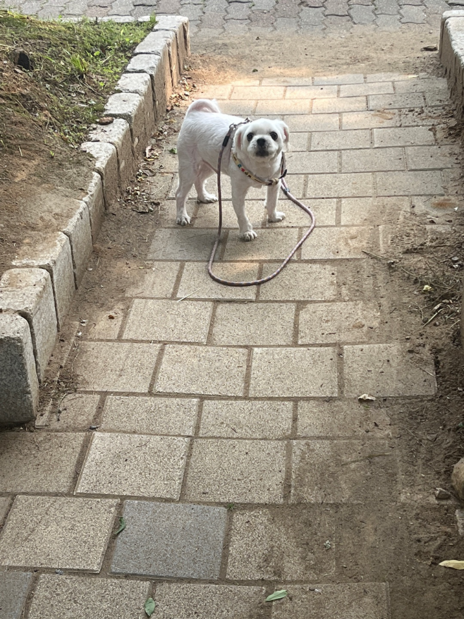 강아지 주인찾아요 썸네일