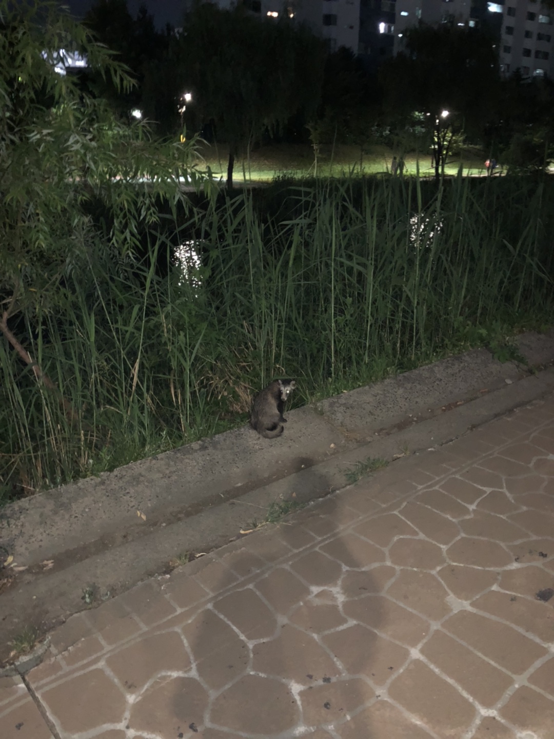 용인시 수지구 탄천길은 정말 잘 만들었습니다 썸네일