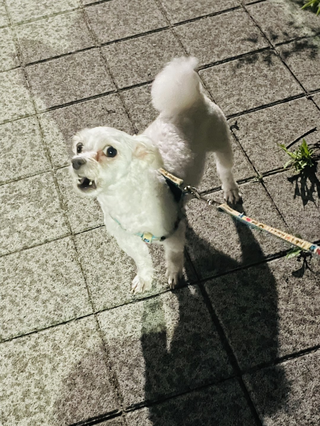 하늘도시 블루오션호텔 앞에 강아지 벤치에  썸네일