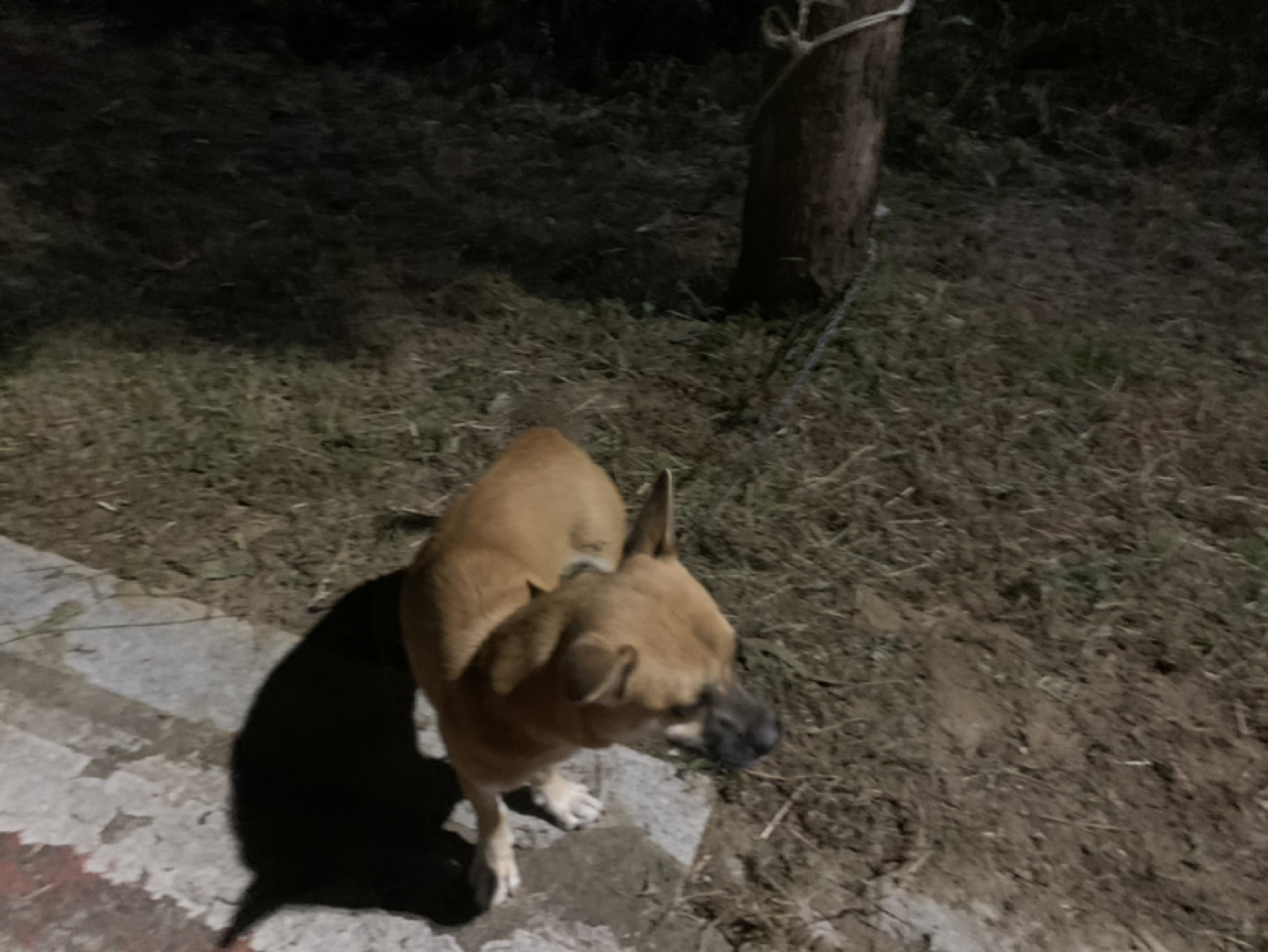 볼링장 밑쪽 산책길에 강아지 묶여져있는데 이거  썸네일