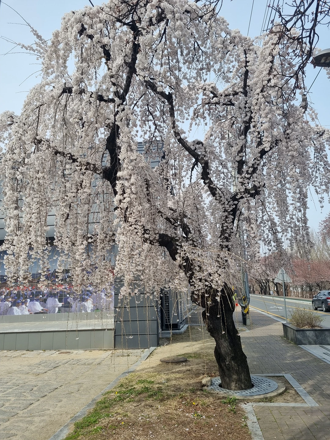 이제 날씨가 따듯해지니 만개 할려고 해요 썸네일