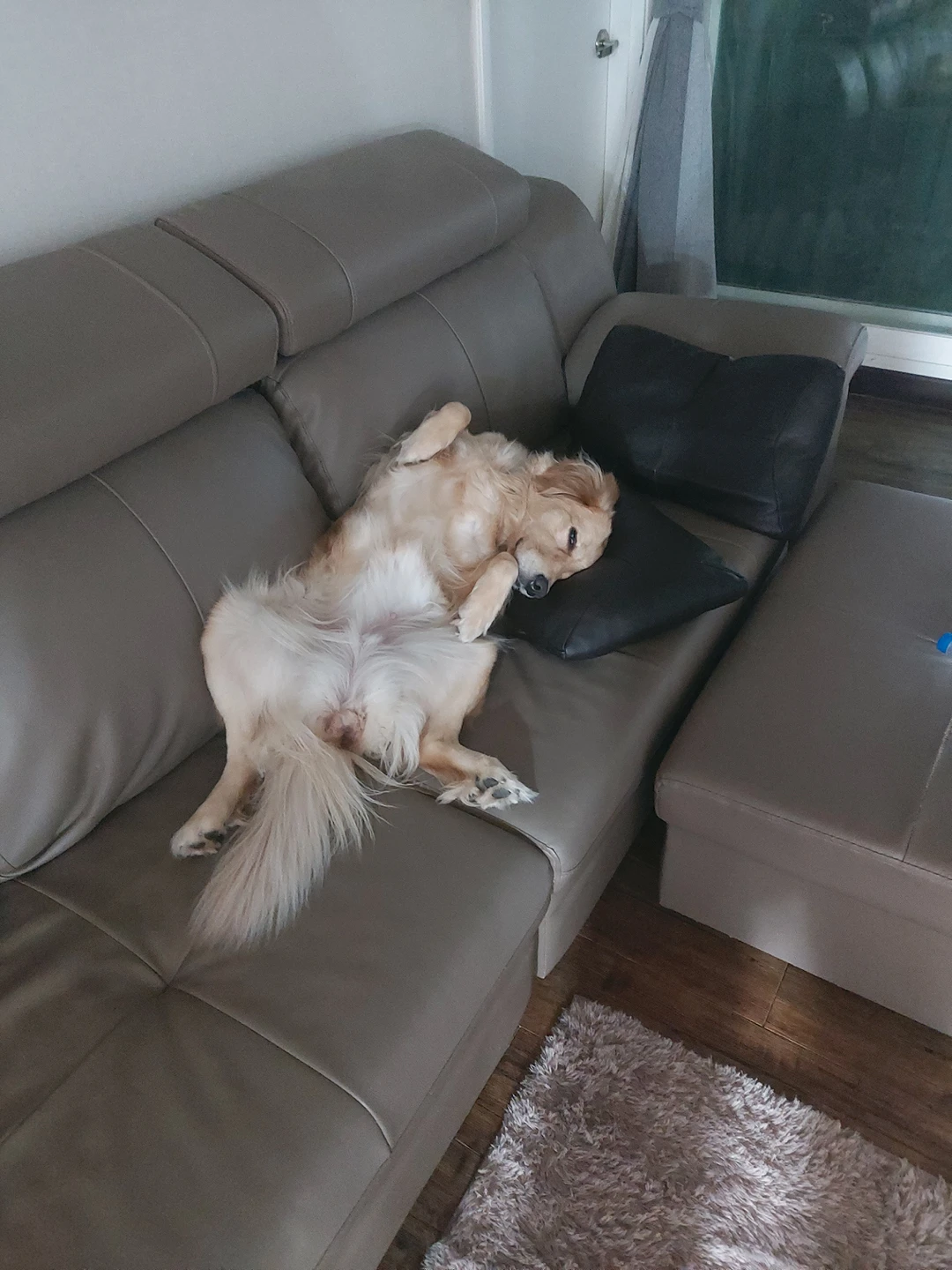 아파트에서 키우는 저희집 골든리트리버~구경하세요^^ 썸네일