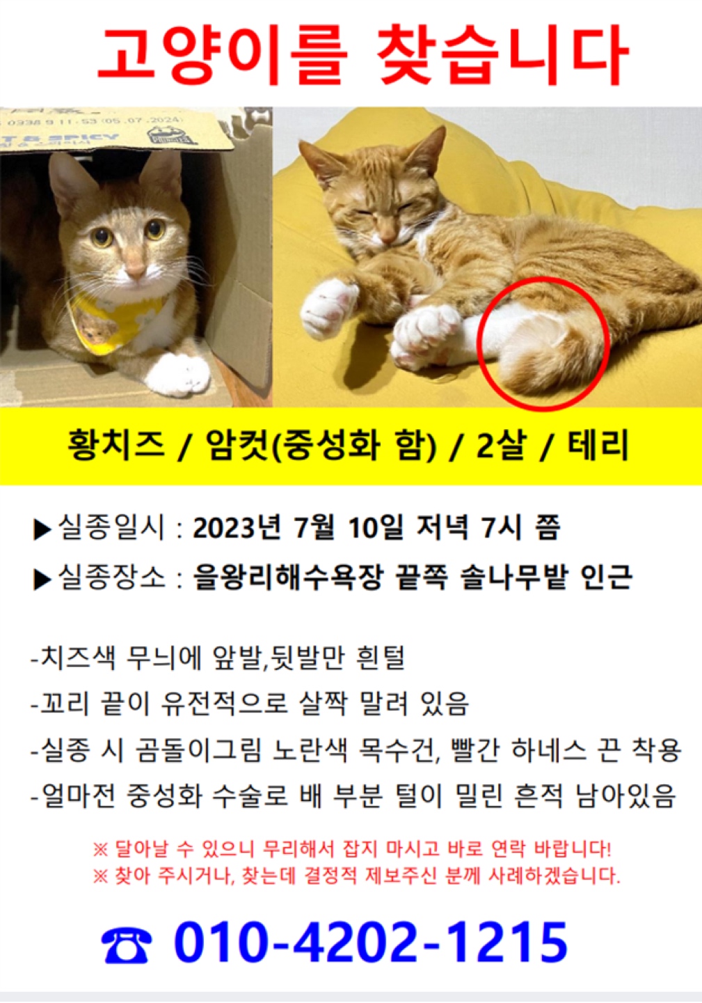 [을왕리해수욕장] 고양이 찾습니다. 도와주세요 썸네일